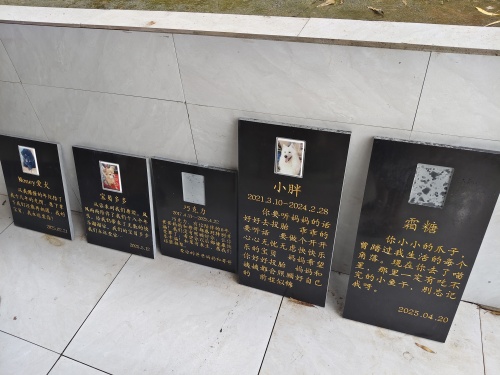 5月17号安逸宠物墓园又迎来几个小朋友(图1)
