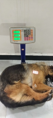 训导员陪同军犬奥恩火化(图2)