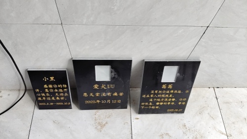 安逸宠物殡葬9月集体下葬仪式(图3)